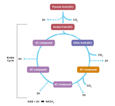Posted on june 30, 2018author adelicia. Pin On Citric Acid Cycle