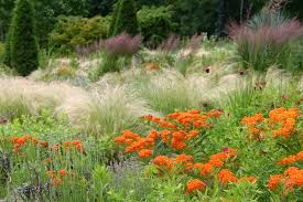 Maybe you would like to learn more about one of these? Roy Diblik Blog Posts Annotations Plants Ideas Knowledge
