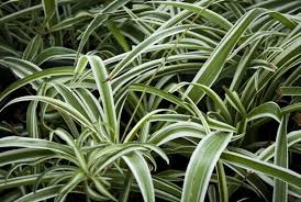 Image result for Chlorophytum pubiflorum