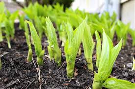 If left, these could serve as havens for pests and disease to carry over from this year's crop to the next. How And When To Divide Hostas Plant For Success