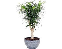 Maybe you would like to learn more about one of these? Drachenbaum Verzweigt Im Keramik Ubertopf Porto O 38 Cm Gesamthohe Inkl Pflanze Ca 110 Cm Antikgrau Bei Hornbach Kaufen