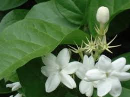 Hasil gambar untuk pengertian bunga melati