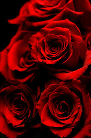 Maybe you would like to learn more about one of these? 350 Red Rose Images Hq Download Free Pictures On Unsplash