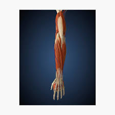 Together, skeletal muscles and bones are called the musculoskeletal system (also known as the locomotor system). Human Arm With Bone Muscles And Nerves Photographic Print By Stocktrekimages Redbubble
