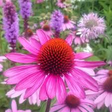 Bluhender Blume Blute Botanischen Garten Sommer Sonnenhut Bluhender Sonnenhut Im Botanischen Garten Blute Blume Sommer Sonnenh Verano Jardin Plants