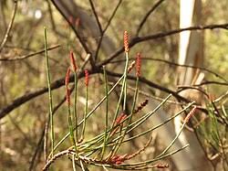 Image result for Casuarina littoralis