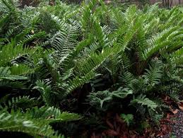 Image result for Blechnum punctulatum