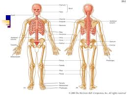 Home › create › flashcards › health › body › organ system › tissue › chapter 6: Introduction Bones Provide The Body With Structure And Support Ppt Video Online Download