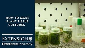 This technique is also called micropropagation. How To Make Plant Tissue Cultures Youtube