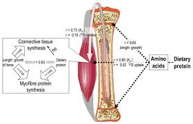 Identify the main muscles of the body, using the accompanying diagram; Nutrients Free Full Text Interactions Between Growth Of Muscle And Stature Mechanisms Involved And Their Nutritional Sensitivity To Dietary Protein The Protein Stat Revisited Html