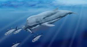 Image result for Zygotritonia