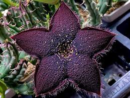 Image result for Tridentea