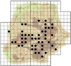 Image result for Protea welwitschii