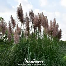 Image result for Cortaderia