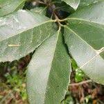 Image result for Elaeodendron croceum