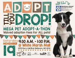 Please check back for a tentative list of dogs attending but understand it is subject to last minute changes. Area Animal Shelters Partner For Adopt Til You Drop Mega Adopt A Thon At White Marsh Mall The Humane Society Of Harford County