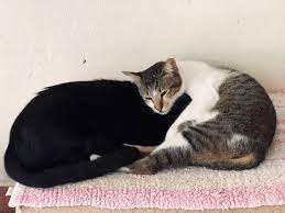 We're currently doing adoptions two different ways depending on if an. Rescued Cats For Adoption Klang Valley Malaysia Rescuedv Twitter