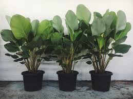 If you are planting seeds indoors, then your seedlings must have strong light once the first leaves have emerged. Back In Stock One Of Our Favourites The Calathea Lutea 220ea In A 40cm Approximately 1 4m Tall Available In Store And On Plants Plant Life Tropical Plants