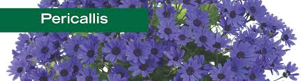 Image result for Pericallis hybrida