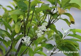 Image result for Pleiocarpa