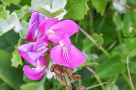 Image result for Canavalia