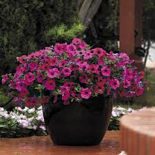 Grandiflora, largest flowers, earliest of this type. Wave Purple Improved Petunia Seeds Park Seed