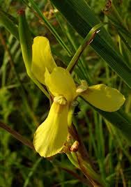 Image result for Moraea spathulata