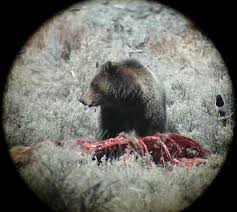 Scavenger animals are animals that eat leftovers or dead meat. 11 04 2003 Scavengers Benefit By Dining With The Wolves Find New Uc Berkeley Led Studies