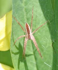 Nursery Web Spider Pisaurina Mira Bugguide Net Spider Spider Species Spider Bites