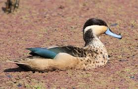 Gauteng Garden Birds Of South Africa Hottentot Teal Anas Hottentota At Marievale Nature Reserve Gauteng South Africa Pet Birds Nature Reserve Gauteng