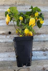 Image result for Abutilon sp.no.2