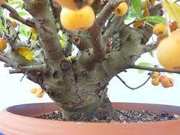 What Is Apple Bonsai Care Guide Youtube