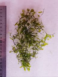 Image result for Didymoglossum erosum