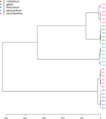 Image result for Zanthoxylum holtzianum