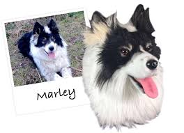 Cuddle clones will make an actual clone out of your dog's face, but in slipper form so you can also, the slippers aren't cheap at $199. Cuddle Clones Slippers Pet Age