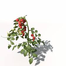 Tomato Plant 3d Model In 2021