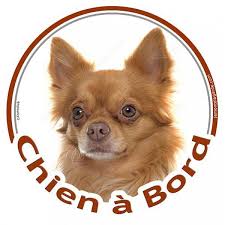 Chihuahua Fauve Poils Longs Autocollant Rond Chien A Bord 15 Cm Chihuahua Chien Autocollant