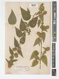 Image result for Sida urens