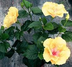 Apr 22, 2021 · to pinch hibiscus flowers, cut them (or nip them with your thumb and forefinger) a quarter inch below the flower head. Pin On My Garden