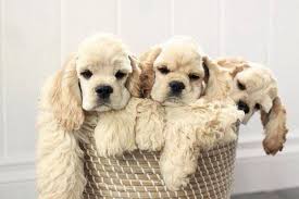 Adorable My Favorite Breed Cocker Spaniel Darby Daphne Cute Animals Spaniel Puppies Cute Puppies