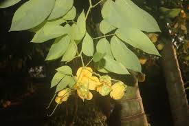 Image result for Senna bacillaris