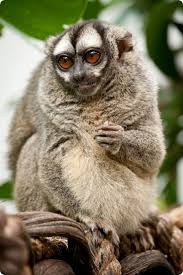 Bird That Sounds Like A Monkey At Night Three Striped Night Monkey An Owl Monkey Of South America Pet Monkey Monkeys Funny Monkey Species