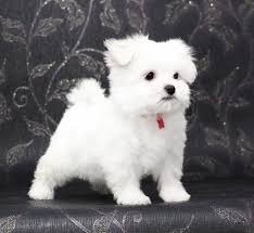 Ayudanos A Adoptar A Regalo Bichon Maltes Mini Toy Para Adopcion Maltes Mini Perros Bichon Maltes Bichon Maltes
