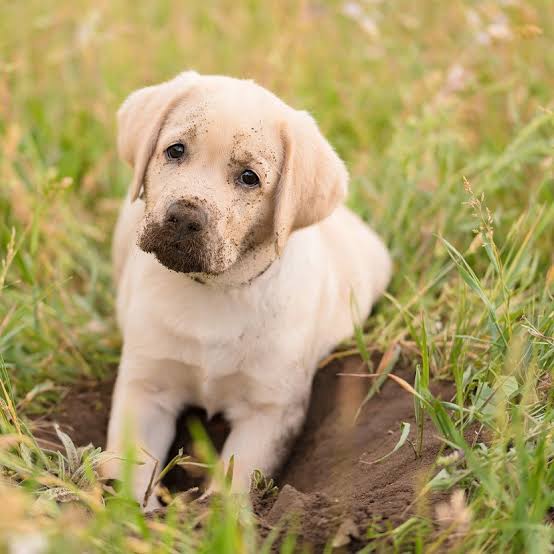 Why Do Dogs Dig and How Can You Stop Them?