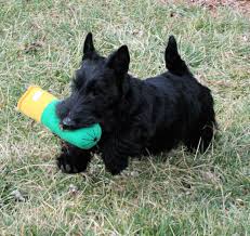 Several years ago we created a program and named it puppy boot camp. Rosslyn Scottish Terriers Puppies