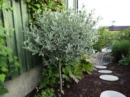 Olive Tree Of Scandinavia Hage Og Uterom Hage Tree