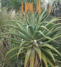 Aloe Pflege Als Zimmerpflanze Pflanzenfreunde Com