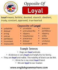 Opposite Of Loyal Antonyms Of Loyal Meaning And Example Sentences Antonym Opposite Words Contradict Each Other And Meet Opp Opposite Words Antonyms Sentences