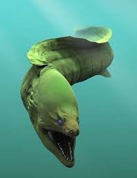 Pin By Helena Bencic Kobal On Criaturas Marinhas Ocean Creatures Ocean Animals Sea And Ocean