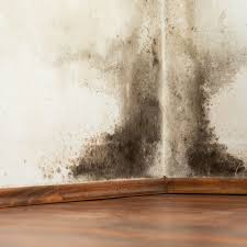 Clean it off with mould spray and the same thing happens again. How To Prevent Mold In Your Basement This Old House